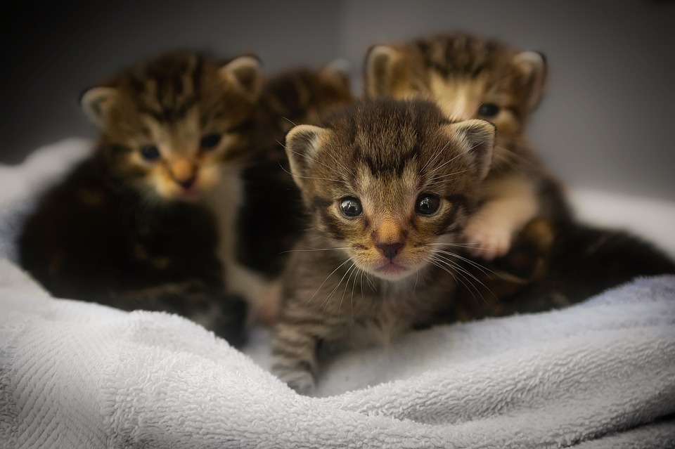 cats