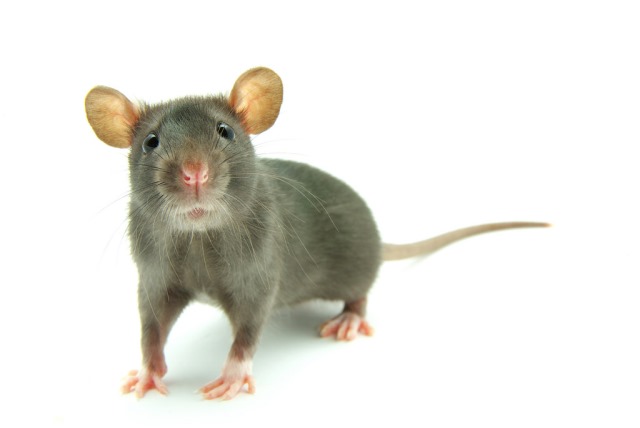 mouse