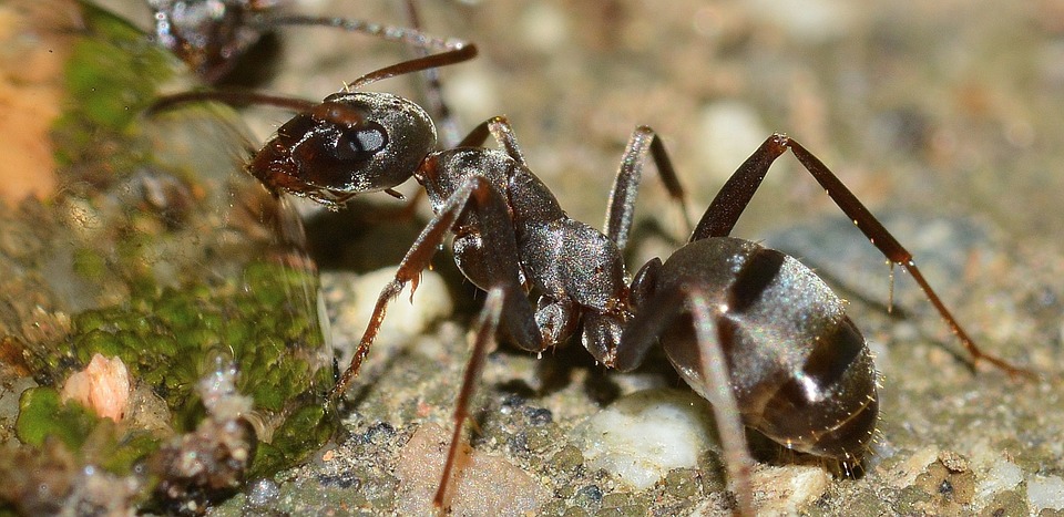black ant