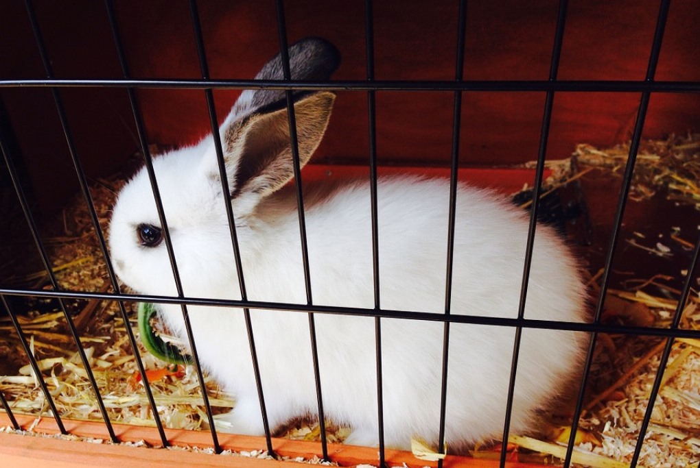 rabbit in a cage