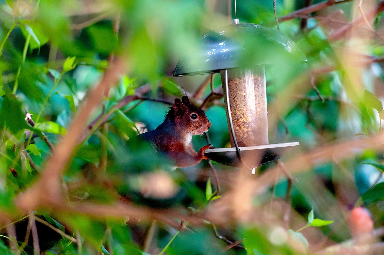 squirrel hiding at home