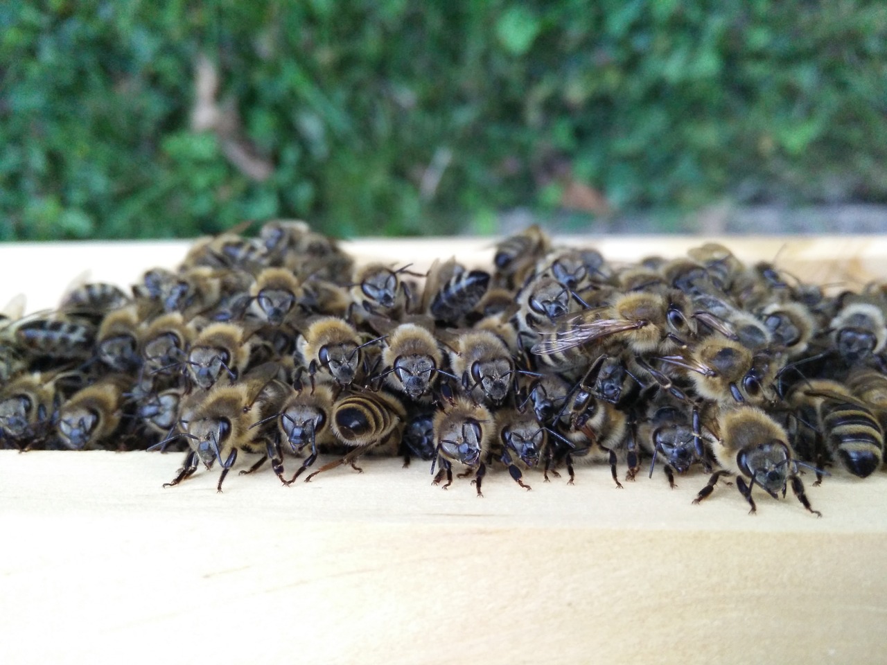 bee colony