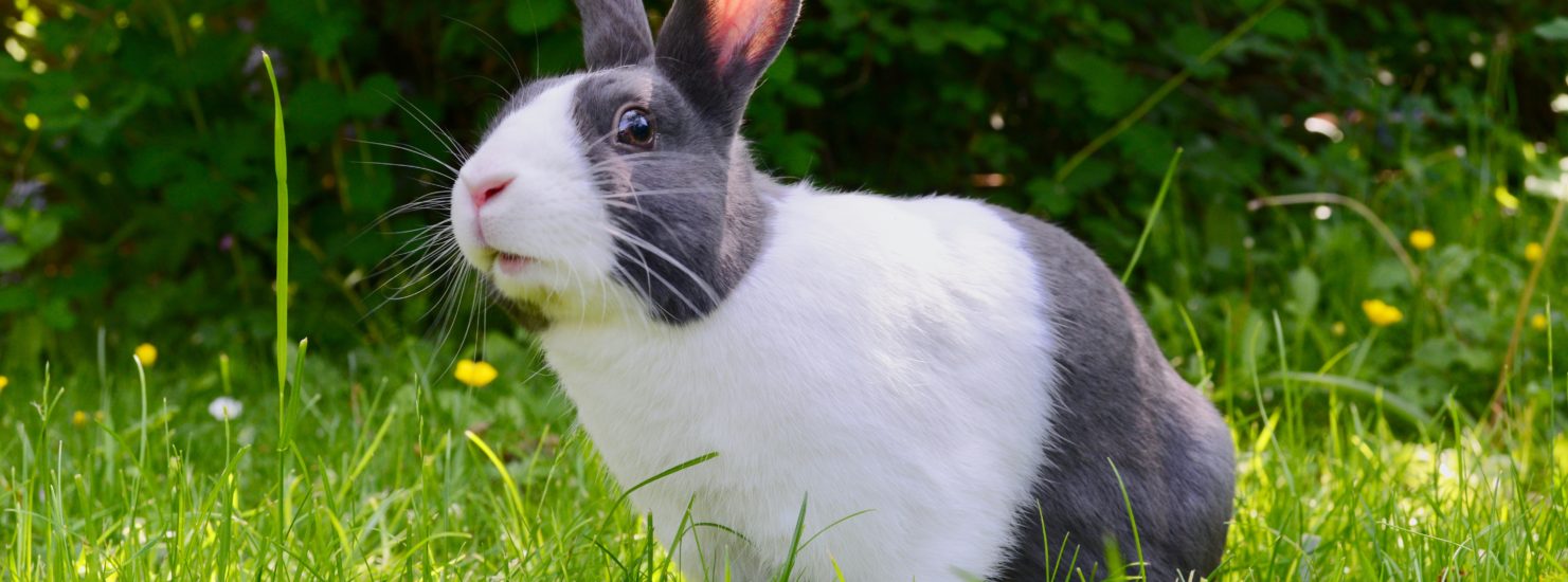 rabbit cage